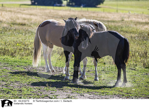 Islnder / Icelandic horses / IG-03273