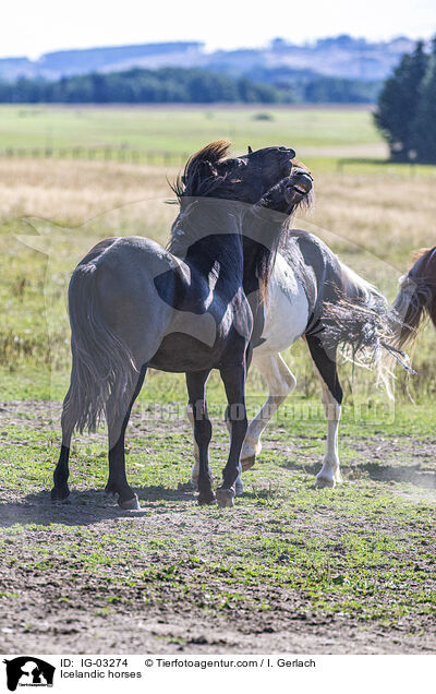 Islnder / Icelandic horses / IG-03274