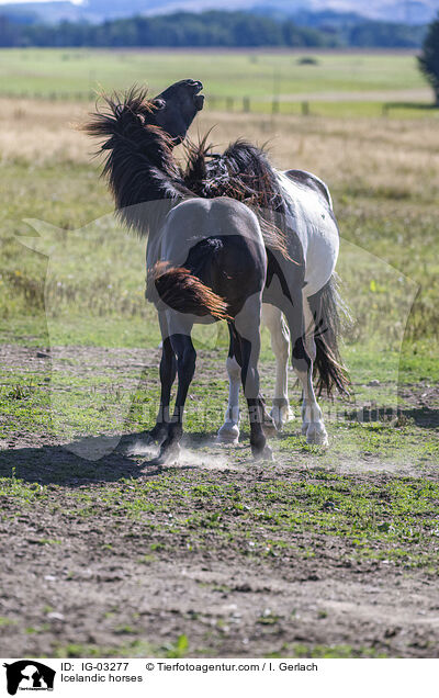 Islnder / Icelandic horses / IG-03277