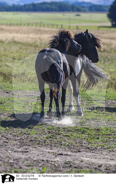 Isländer / Icelandic horses / IG-03278
