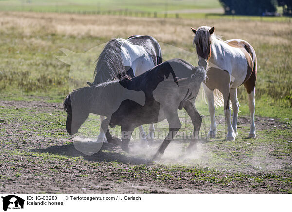 Icelandic horses / IG-03280
