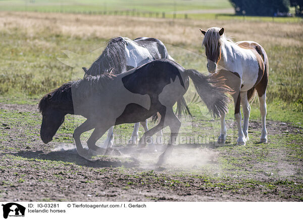Icelandic horses / IG-03281