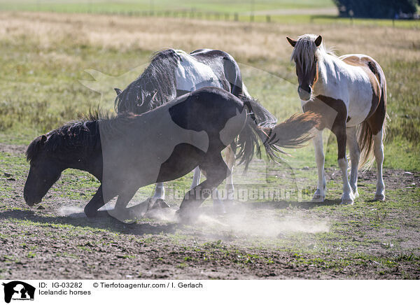 Icelandic horses / IG-03282