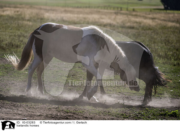 Icelandic horses / IG-03283