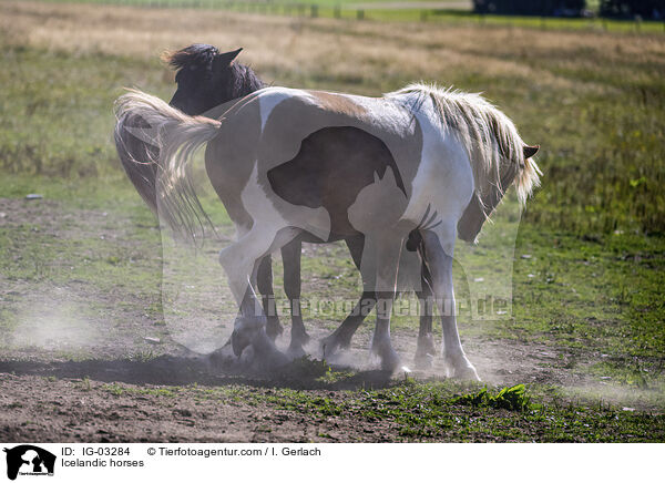 Islnder / Icelandic horses / IG-03284