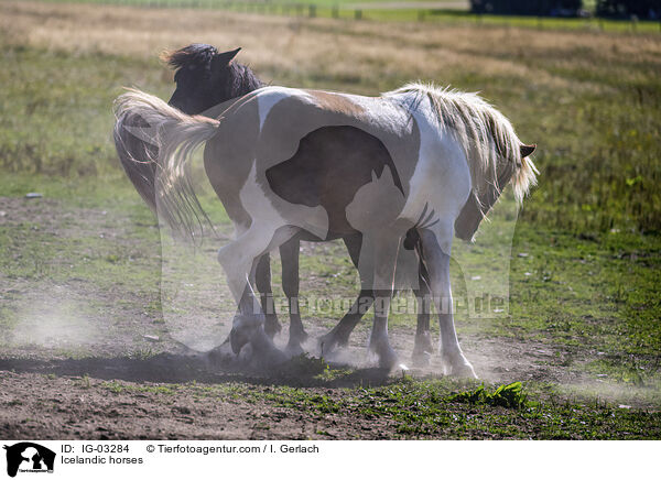 Icelandic horses / IG-03284