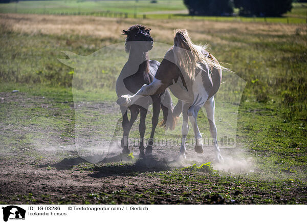 Isländer / Icelandic horses / IG-03286