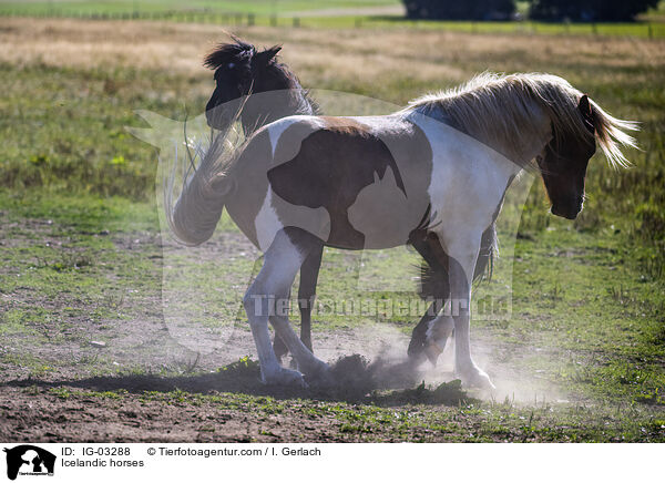 Islnder / Icelandic horses / IG-03288