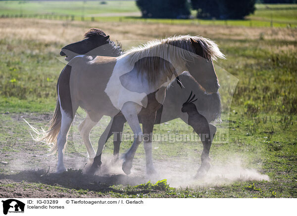 Isländer / Icelandic horses / IG-03289