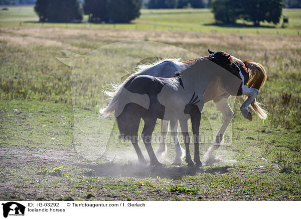 Islnder / Icelandic horses / IG-03292