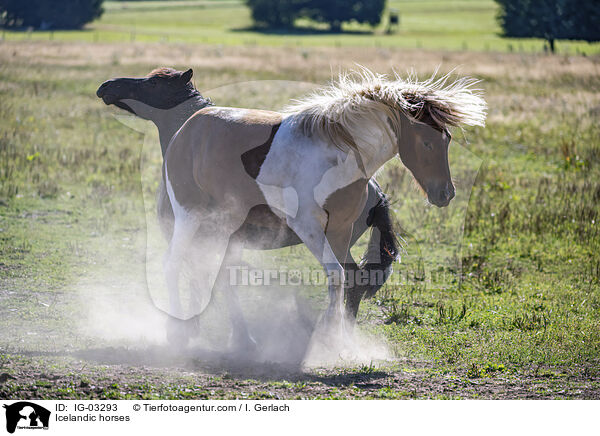 Icelandic horses / IG-03293
