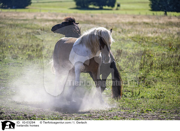 Icelandic horses / IG-03294