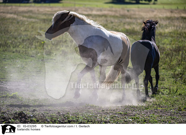 Icelandic horses / IG-03295