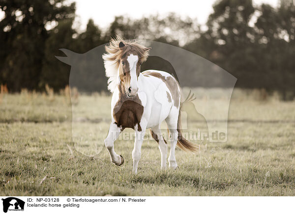 Islnder Wallach / Icelandic horse gelding / NP-03128