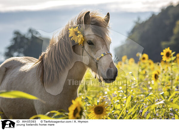 young Icelandic horse mare / AH-05393