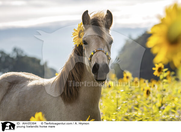 young Icelandic horse mare / AH-05394