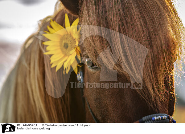 Islnder Wallach / Icelandic horse gelding / AH-05401