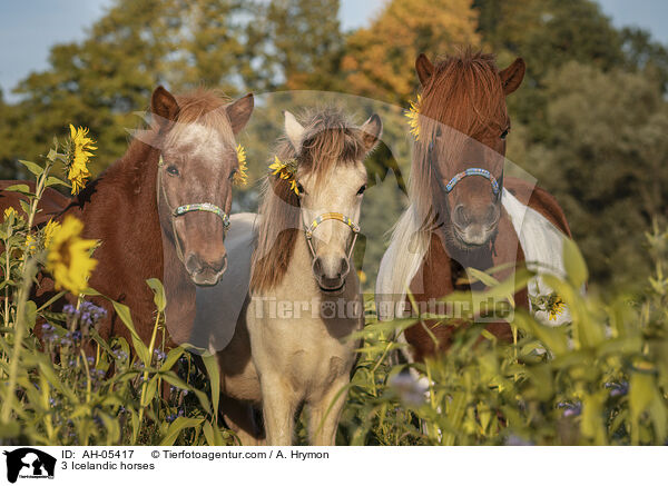 3 Icelandic horses / AH-05417