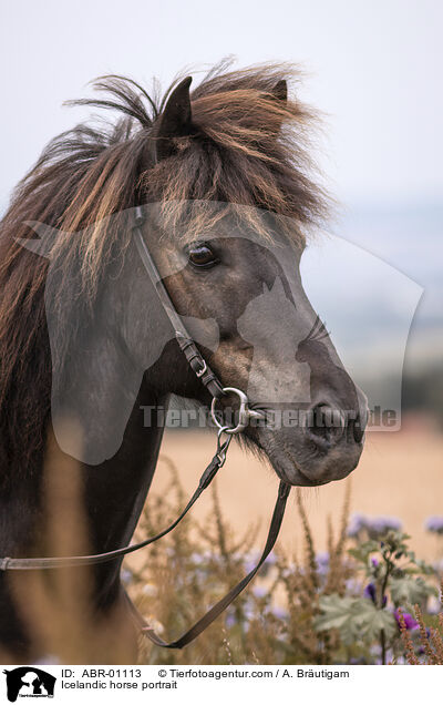 Islnder Portrait / Icelandic horse portrait / ABR-01113