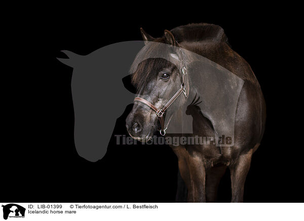 Islnder Stute / Icelandic horse mare / LIB-01399