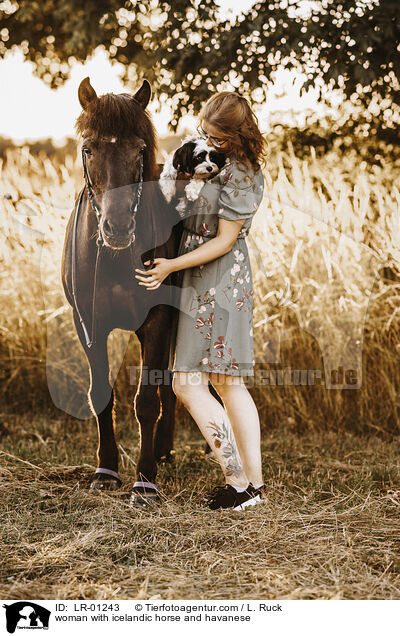 woman with icelandic horse and havanese / LR-01243