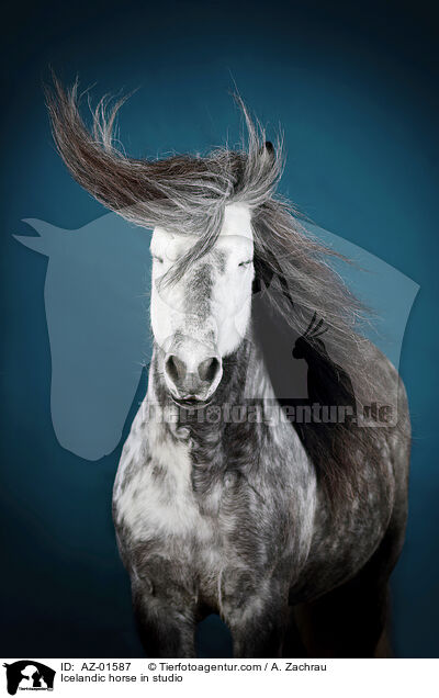 Islnder im Studio / Icelandic horse in studio / AZ-01587