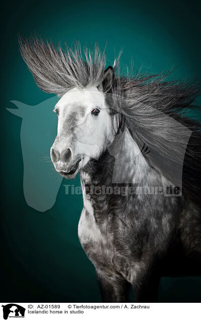Islnder im Studio / Icelandic horse in studio / AZ-01589
