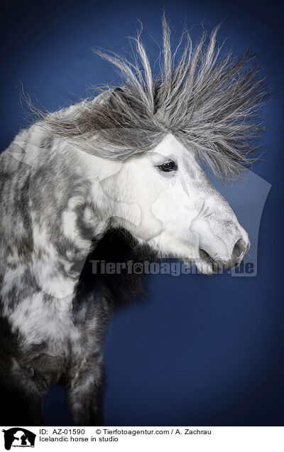 Islnder im Studio / Icelandic horse in studio / AZ-01590