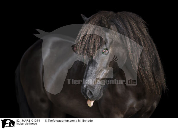 Icelandic horse / MARS-01374