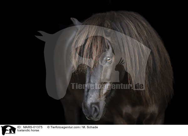 Icelandic horse / MARS-01375