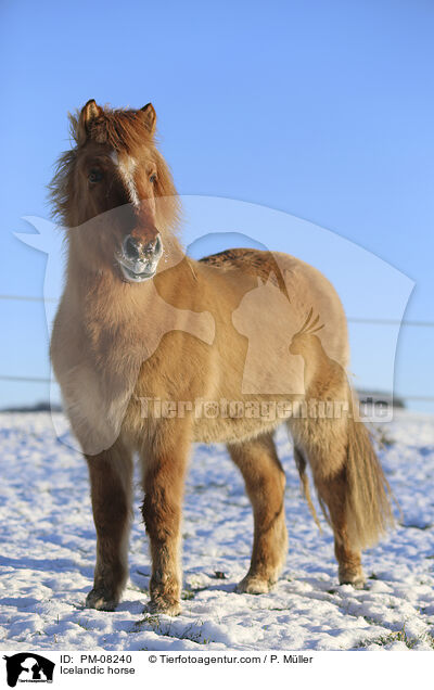Islnder / Icelandic horse / PM-08240