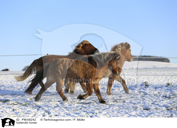 Islnder / Icelandic horse / PM-08242