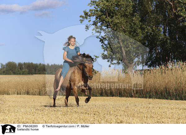 Islnder / Icelandic horse / PM-08260