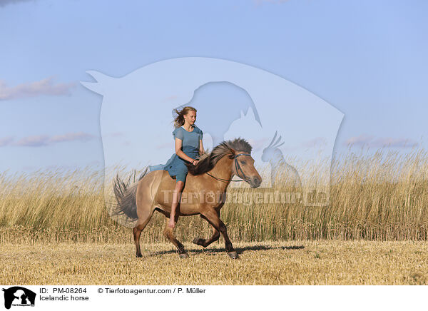 Icelandic horse / PM-08264