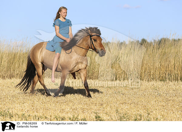 Islnder / Icelandic horse / PM-08269