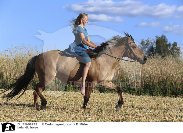 Islnder / Icelandic horse / PM-08272