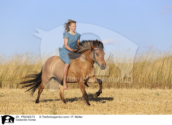 Islnder / Icelandic horse / PM-08273