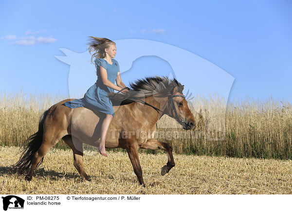 Islnder / Icelandic horse / PM-08275