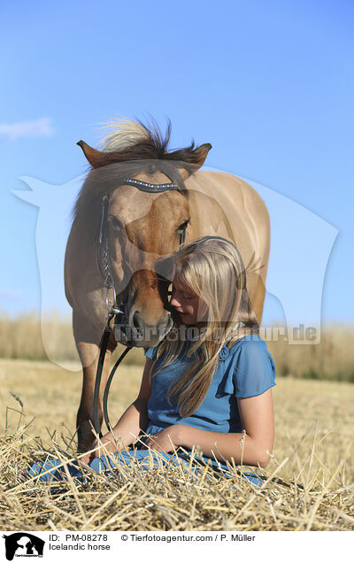 Islnder / Icelandic horse / PM-08278