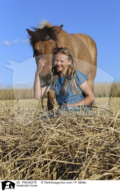 Islnder / Icelandic horse / PM-08279