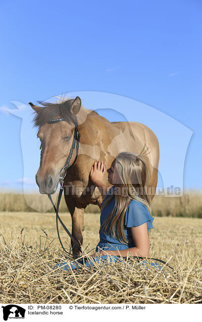 Icelandic horse / PM-08280