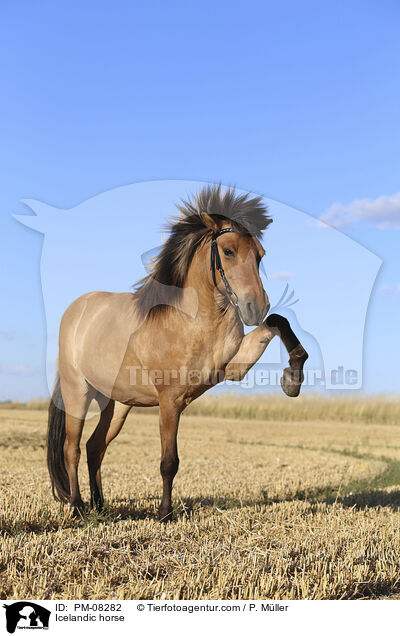 Islnder / Icelandic horse / PM-08282