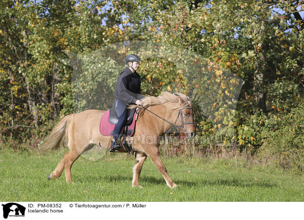 Islnder / Icelandic horse / PM-08352