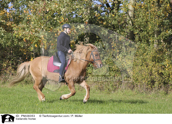 Islnder / Icelandic horse / PM-08353