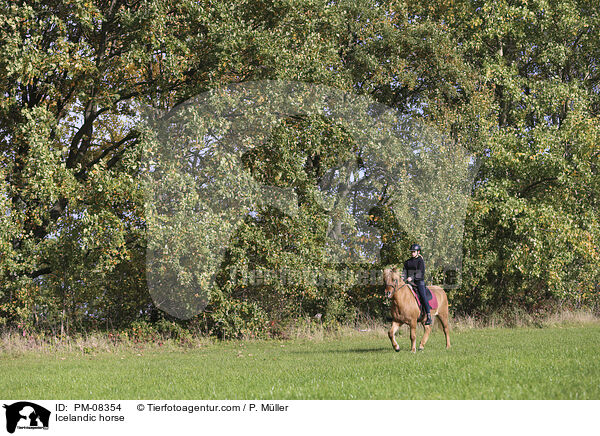 Islnder / Icelandic horse / PM-08354