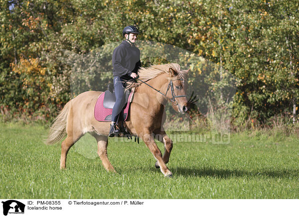 Islnder / Icelandic horse / PM-08355