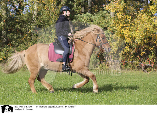 Islnder / Icelandic horse / PM-08356