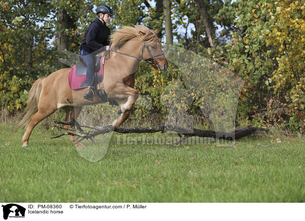 Islnder / Icelandic horse / PM-08360