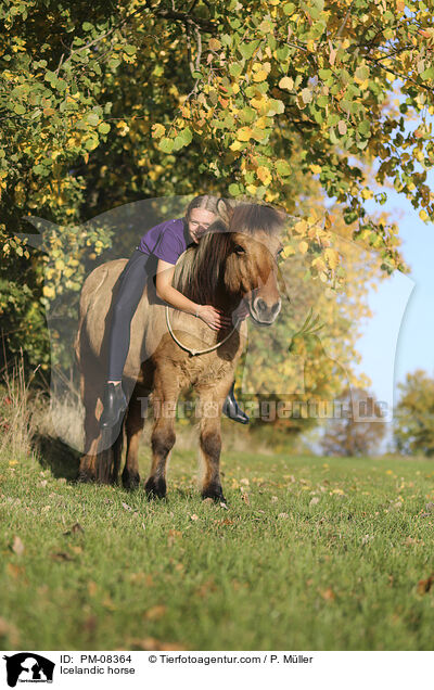 Islnder / Icelandic horse / PM-08364