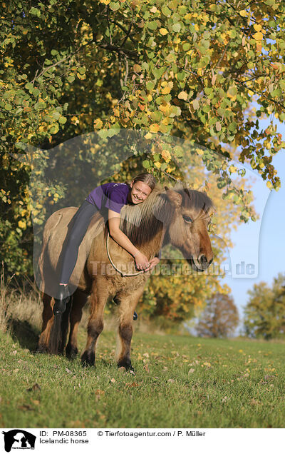 Islnder / Icelandic horse / PM-08365